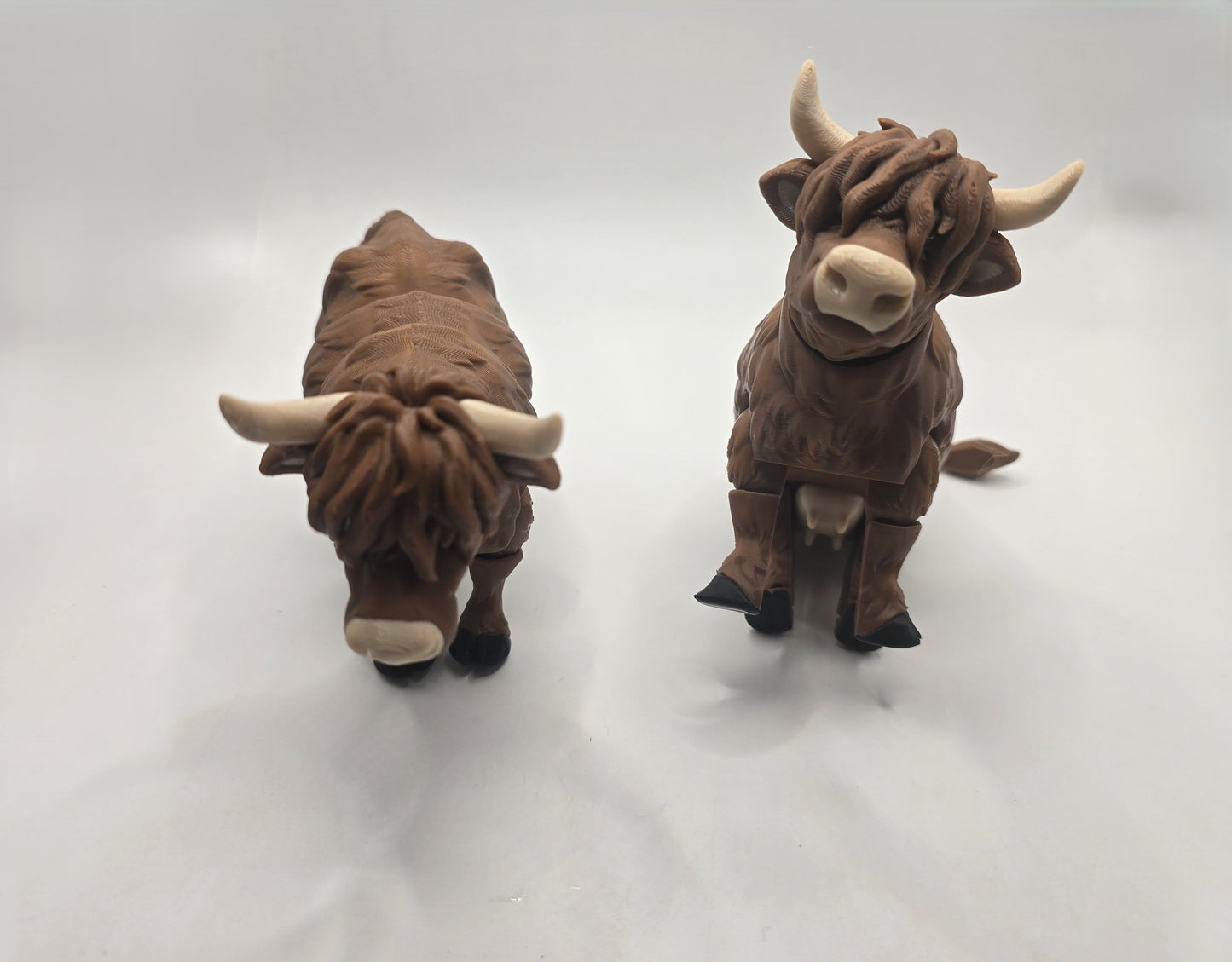 Highland Cow