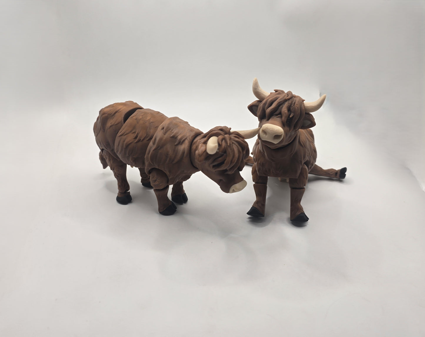 Highland Cow