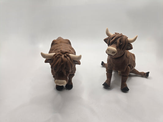 Highland Cow