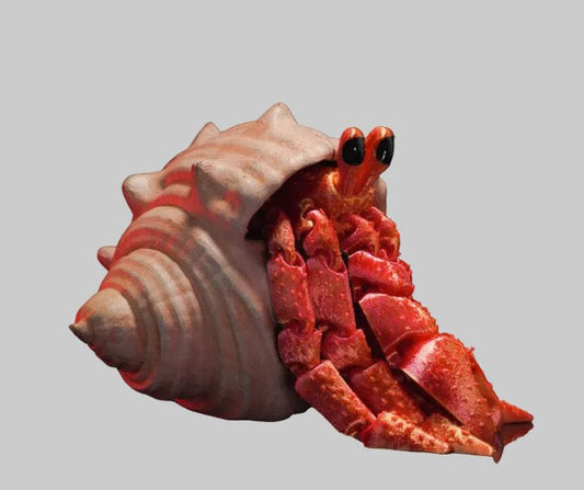 Hermit Crab - No Hands 3d